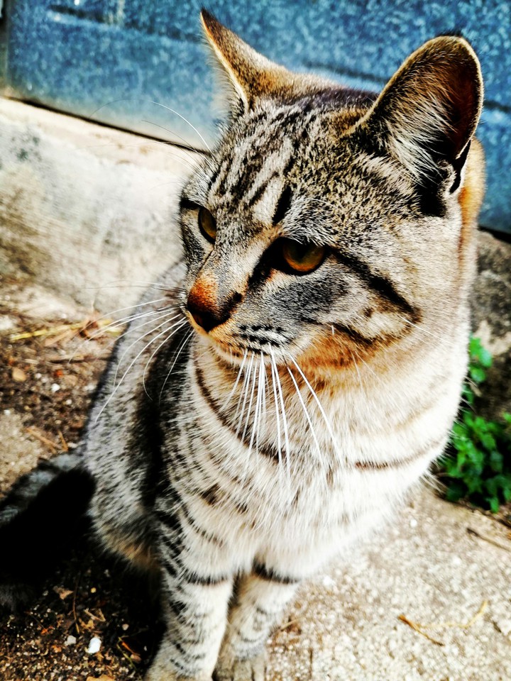 Tabby