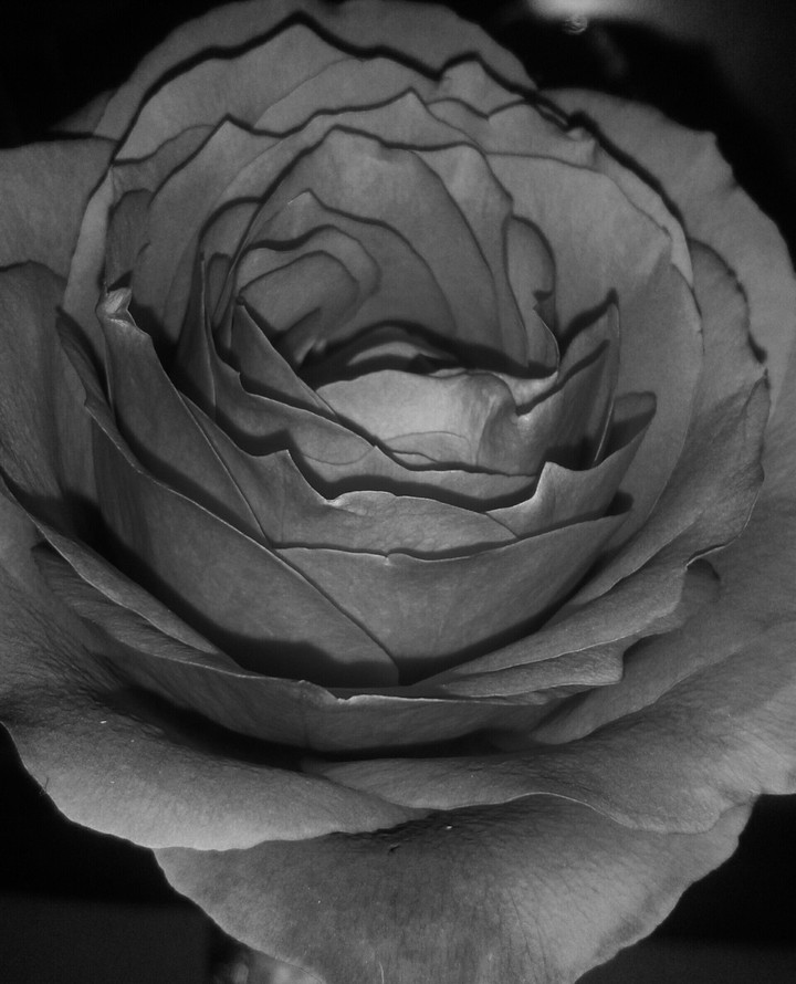 Rosa 