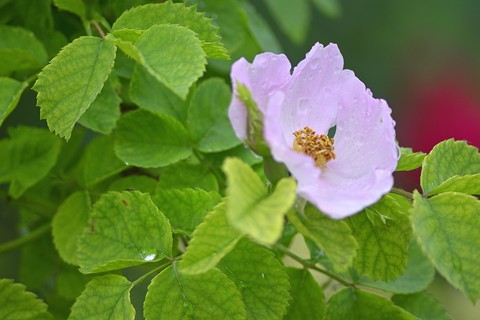 fleur
