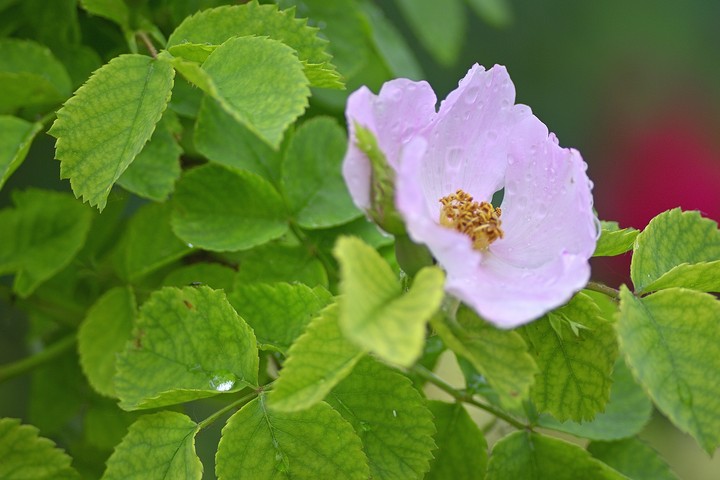 fleur