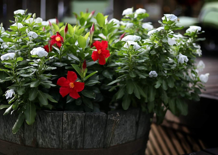 Flowers