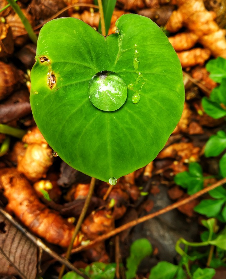 green