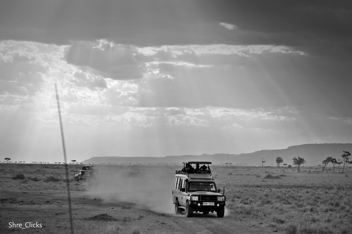 safari dairy