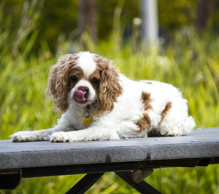 dog