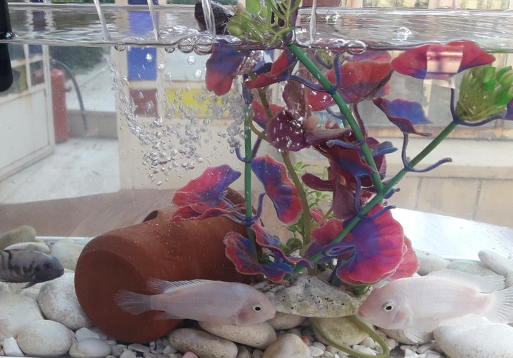 fish???