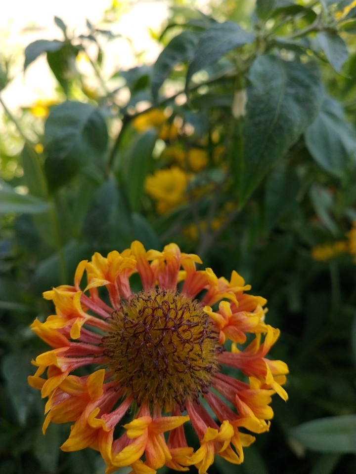 flower