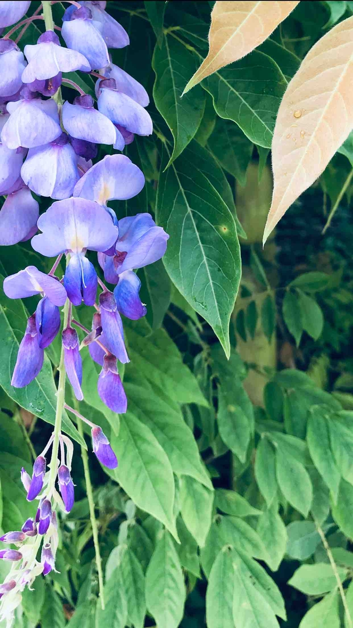 Glycine violette
