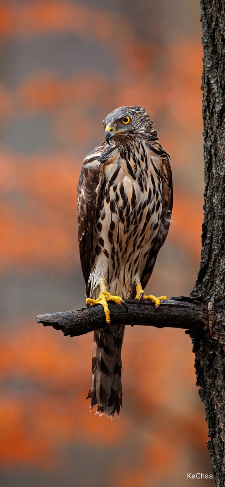 owl