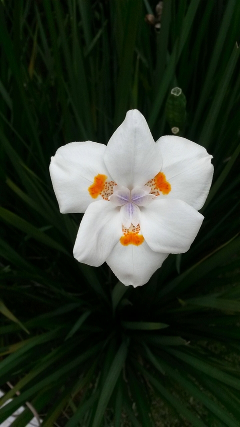 white flower