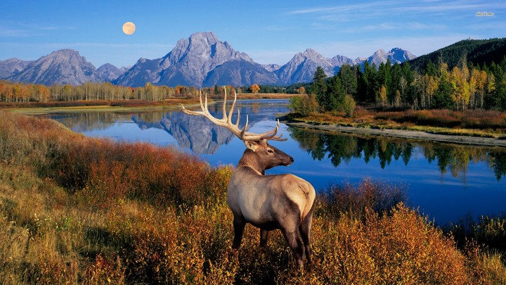 Elk by the river