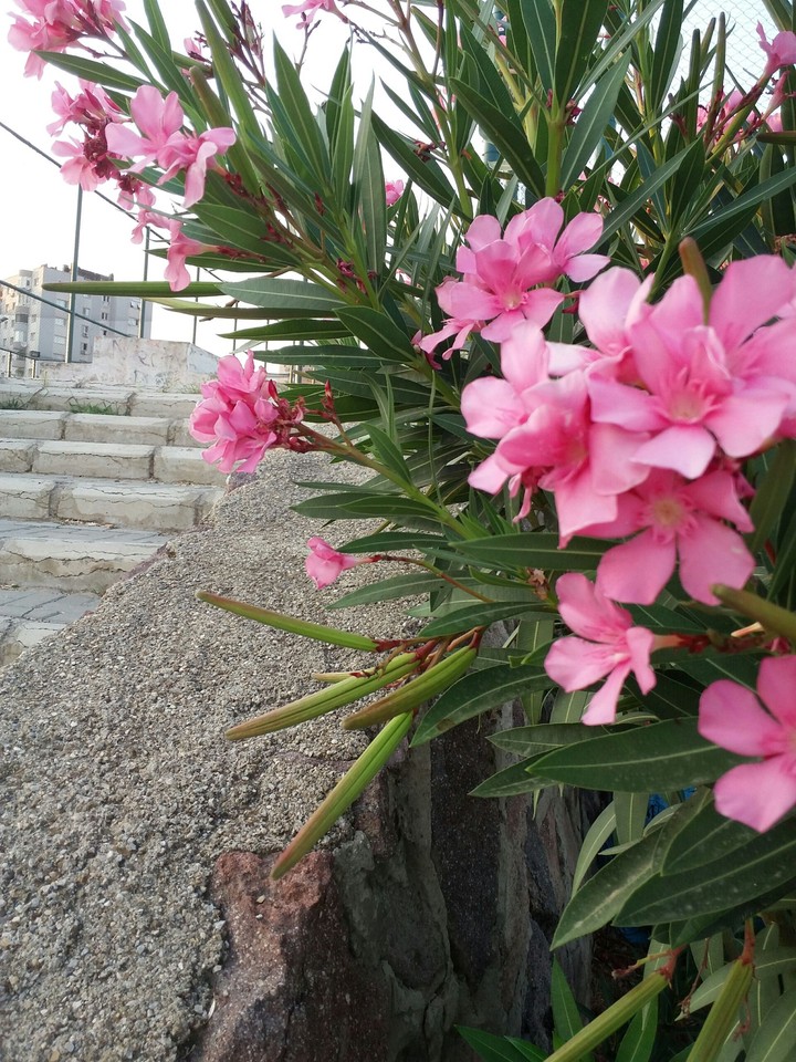 pink