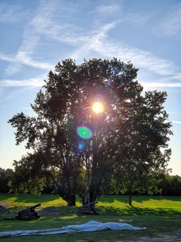 tree