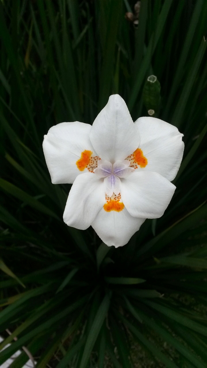 white flower