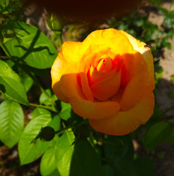 yellow rose in shadow 2021