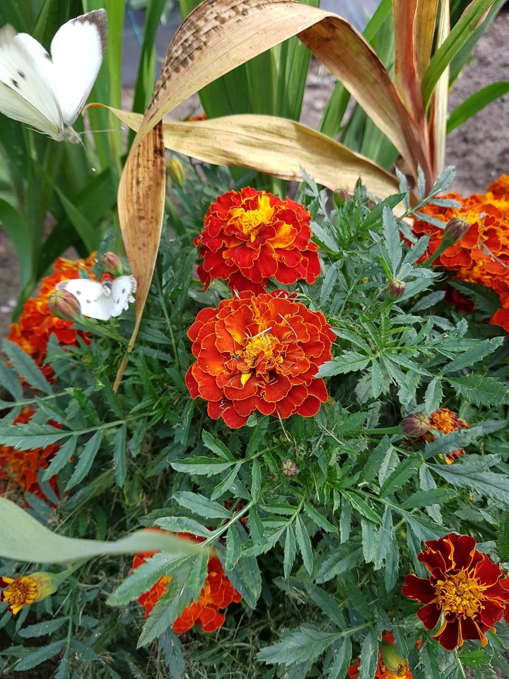 nature in summer ending