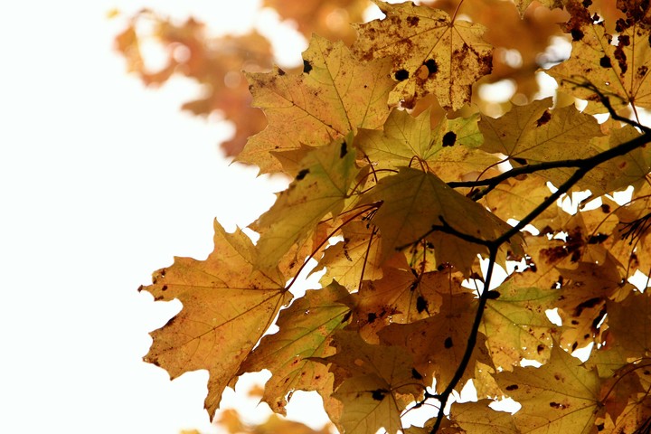 well, autumn