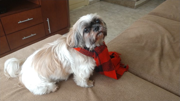 Dog
