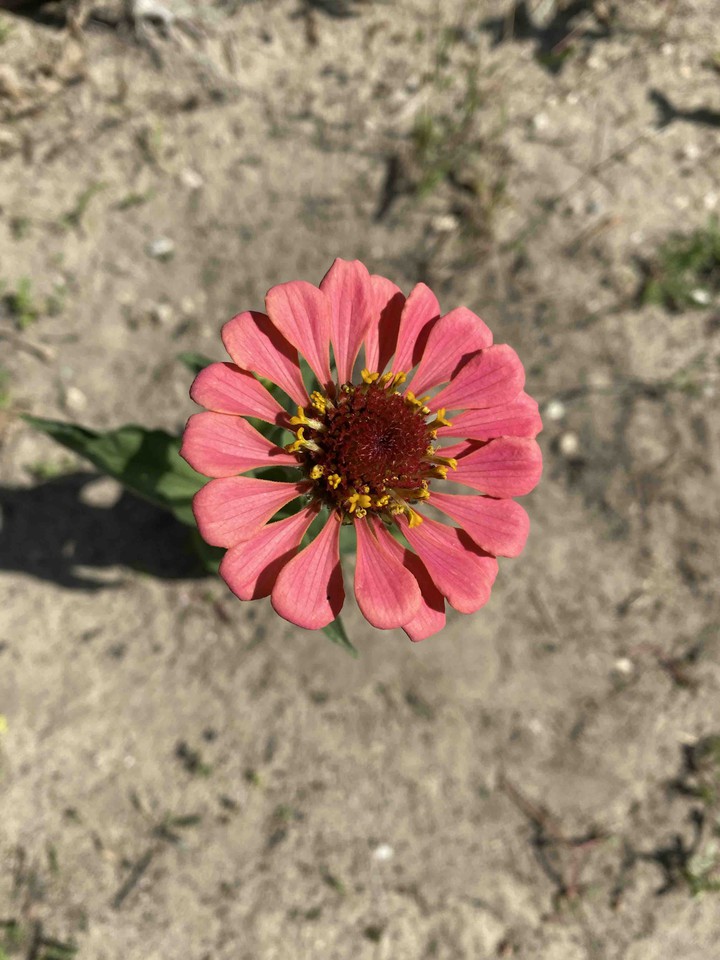 Old Pink