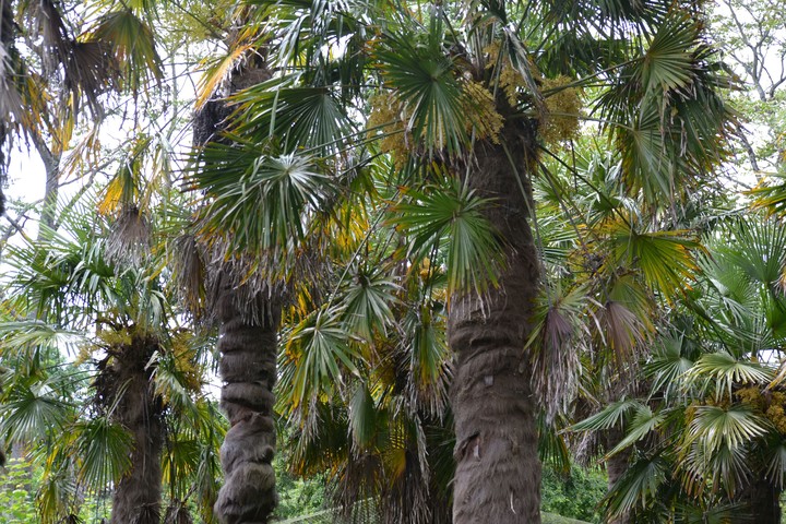 Trees at Paignton Zoo