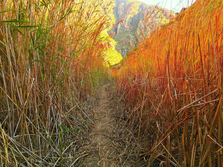 Field