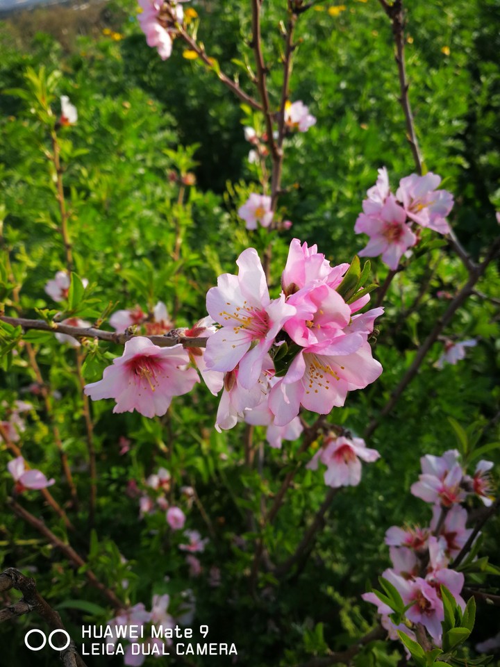 mate9
