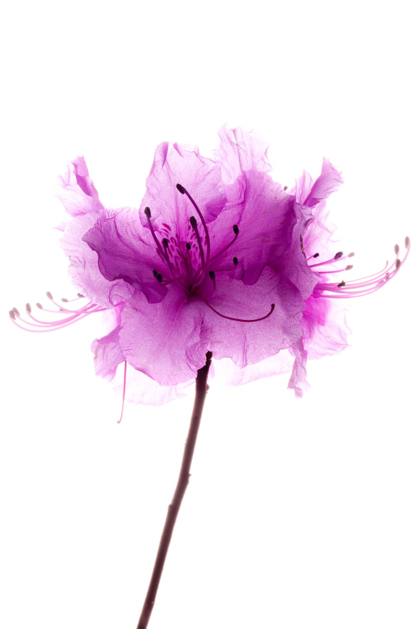 Pink Splash