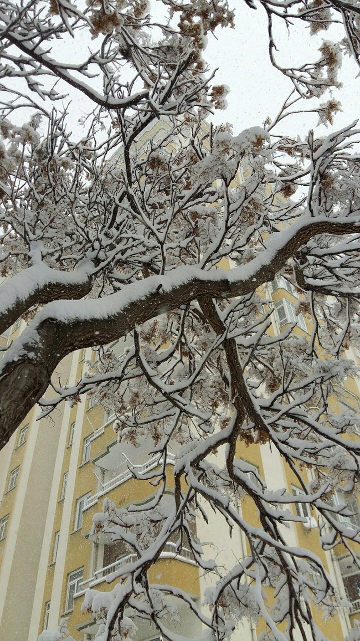 tree