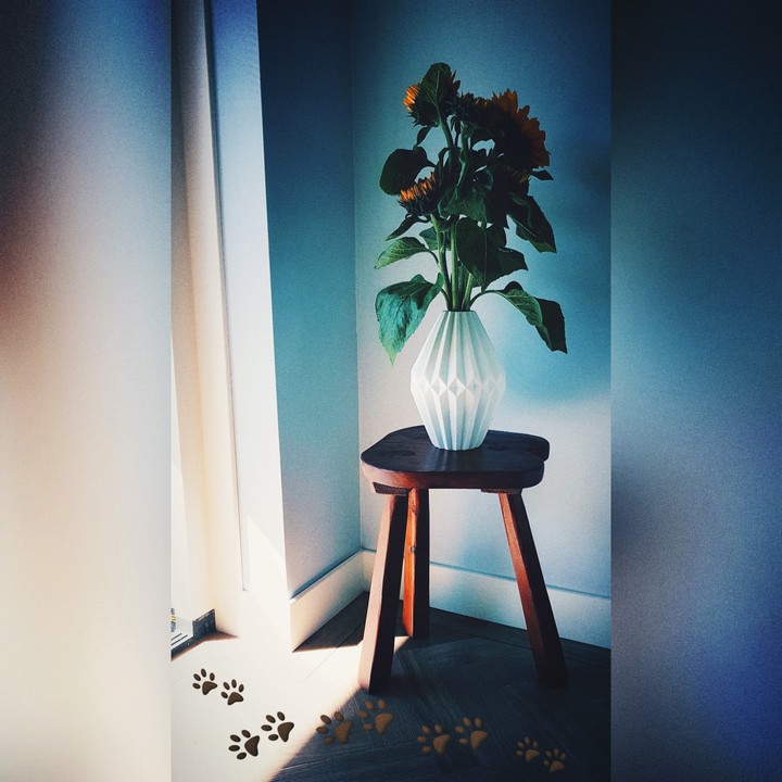 sunflowers