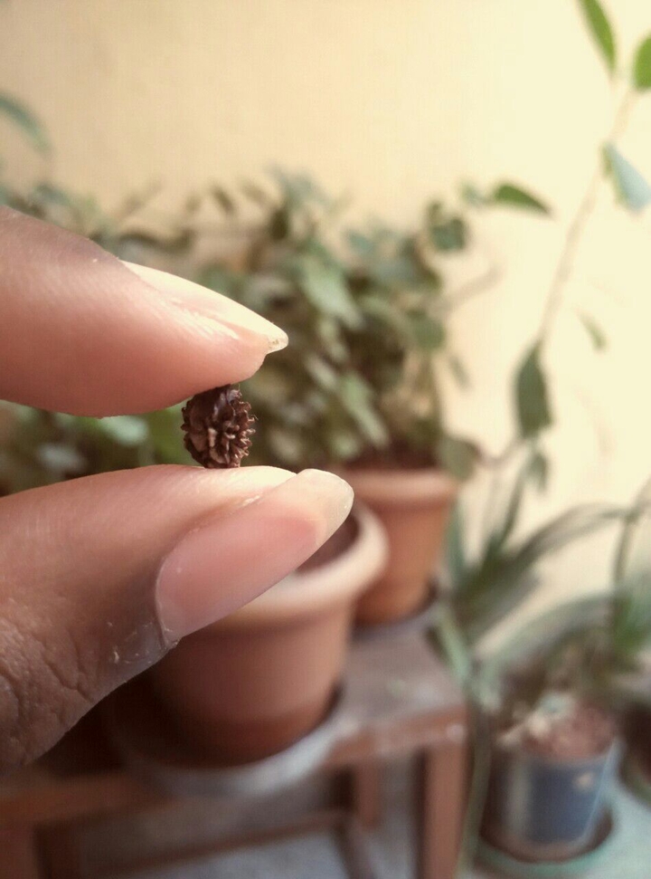 papay seeds