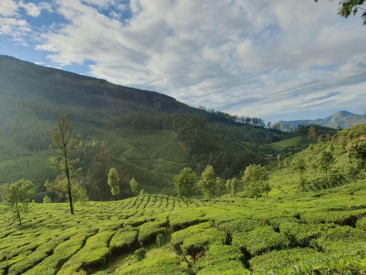 munnar forest #tea garden