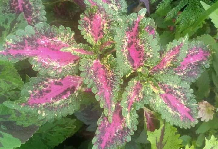 coleus