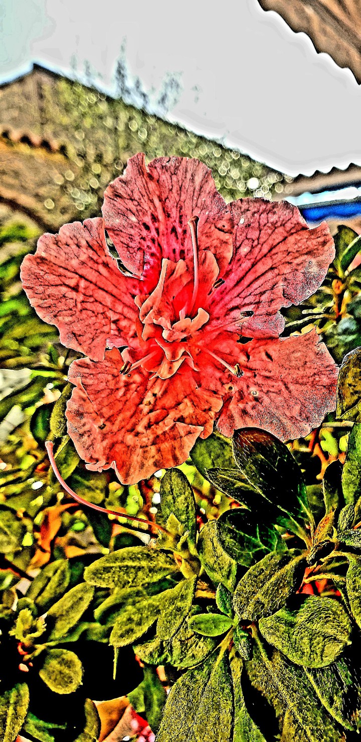Flower