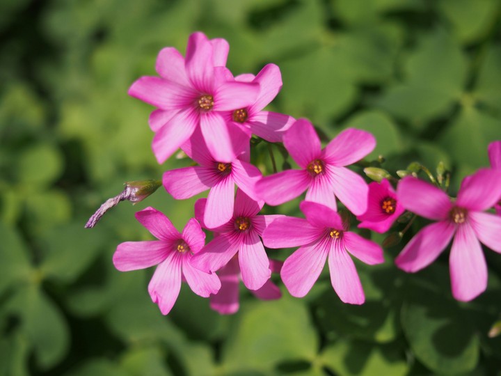 pink