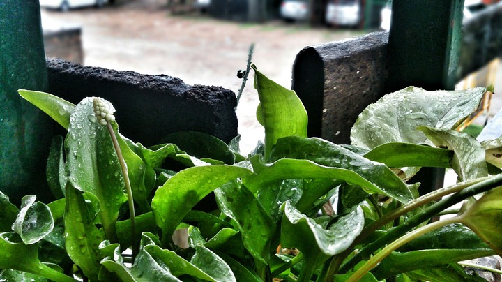 Nature
