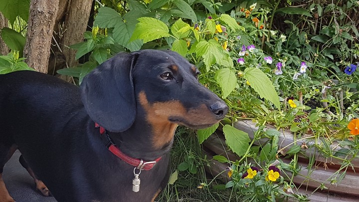 Dog