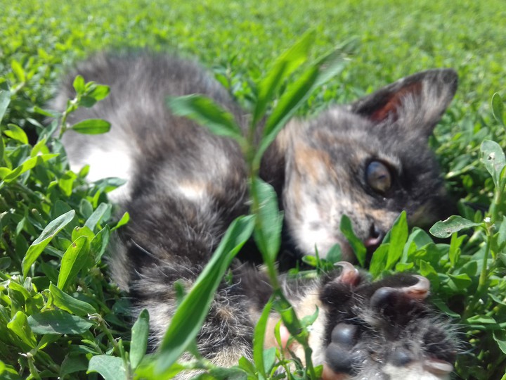 kitten
