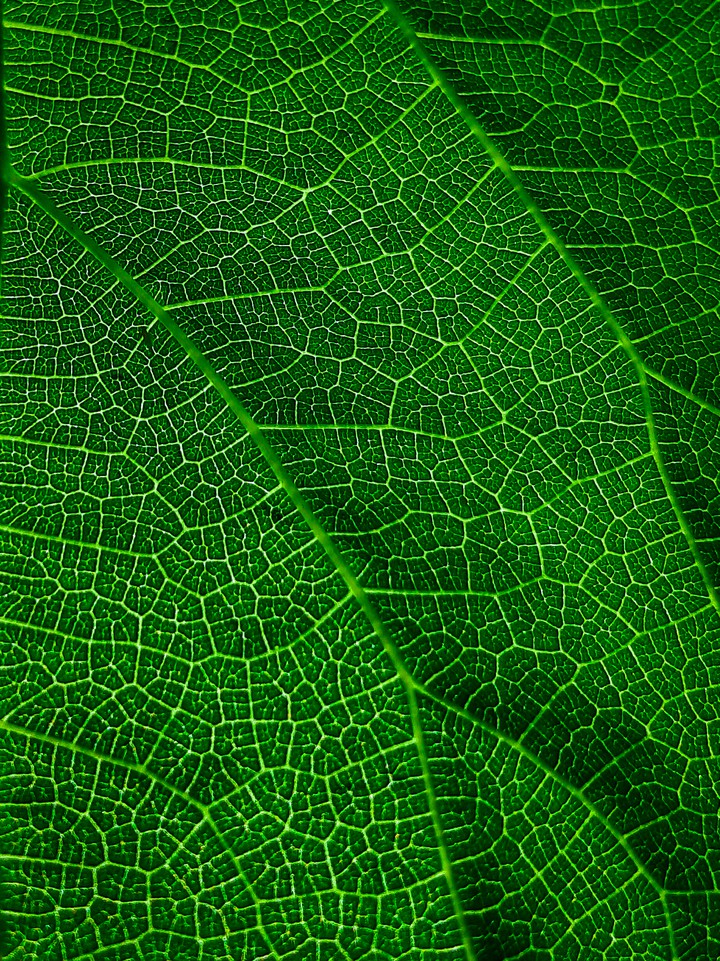 Green Leaf