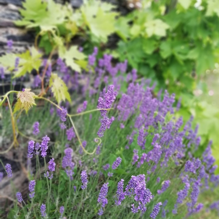 Jardin avec vigne et lavande ?