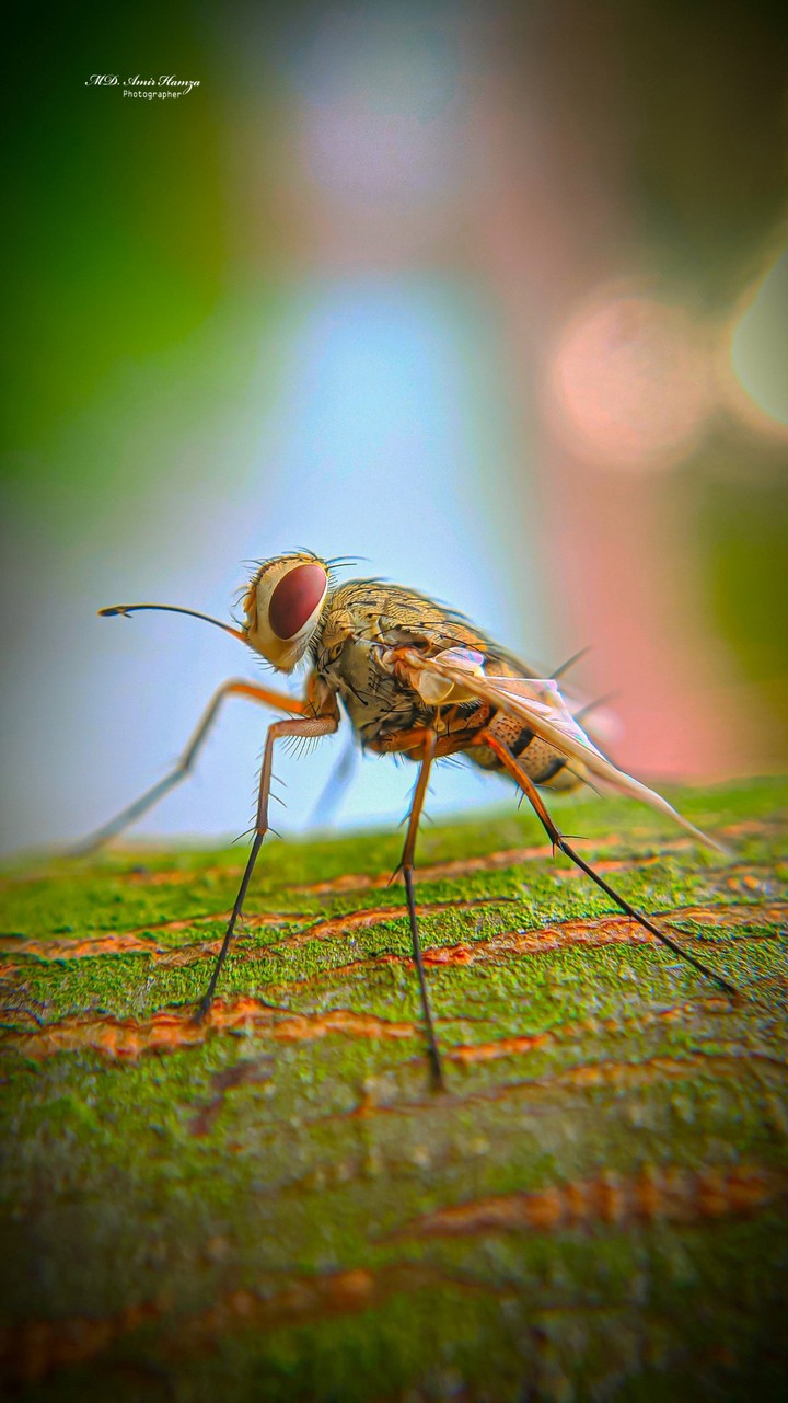 fly
