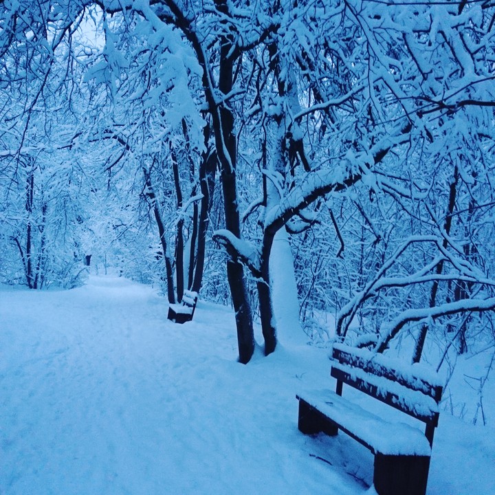 Утренний лес