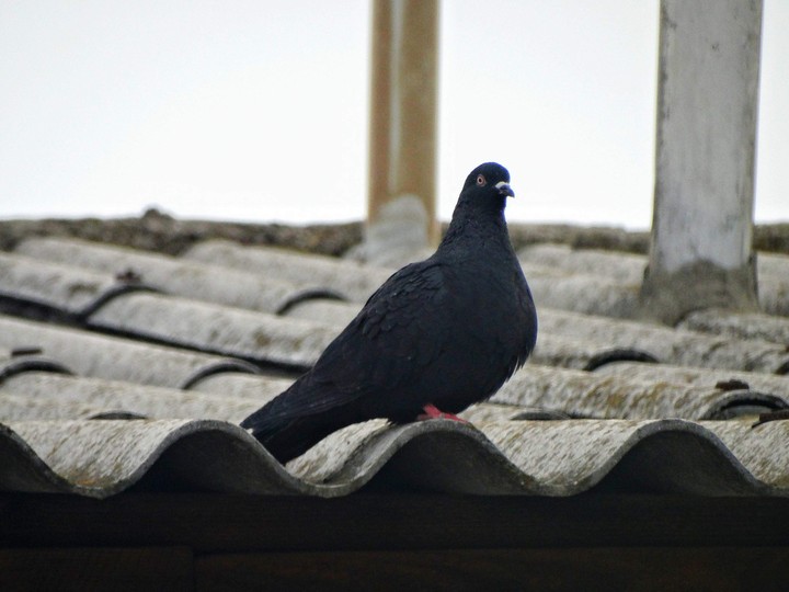 Black Dove