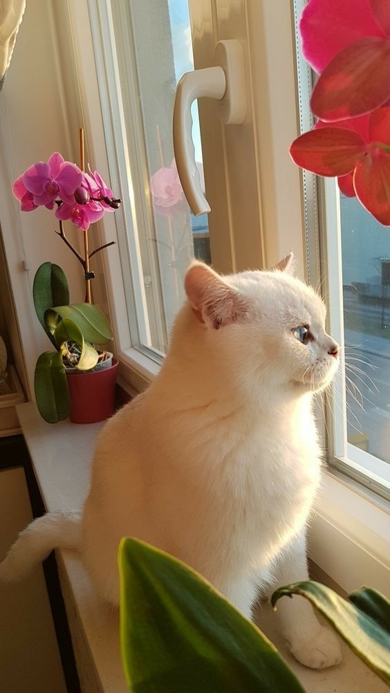 cat