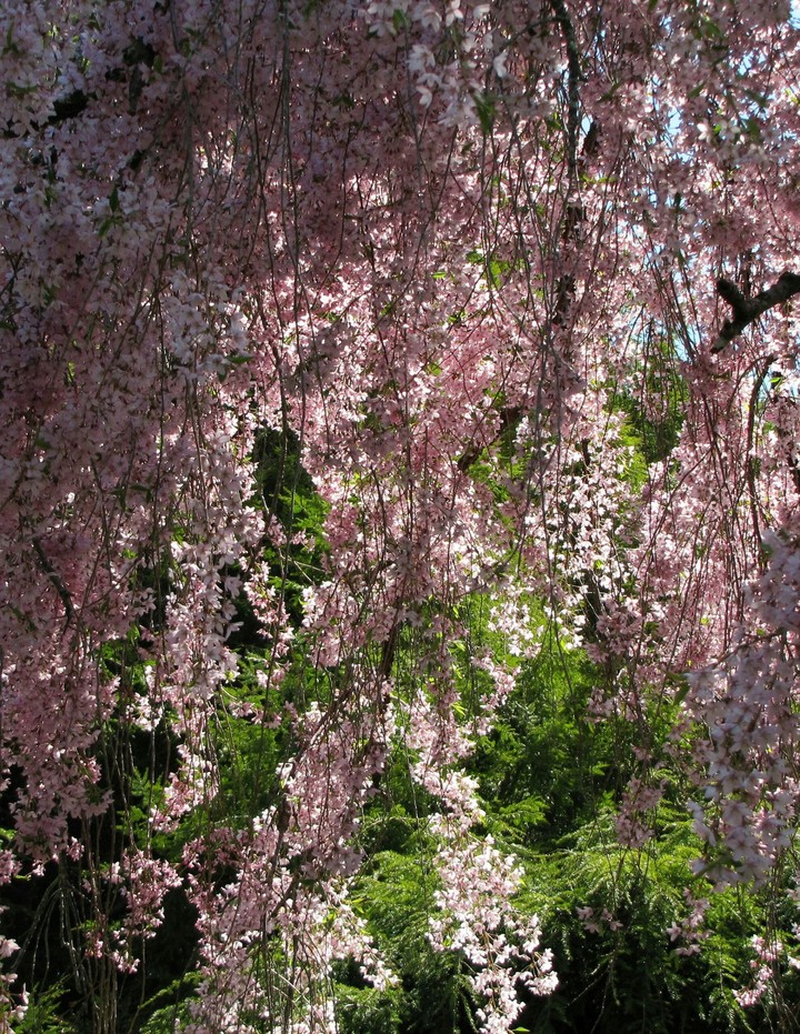 Cherry blossom