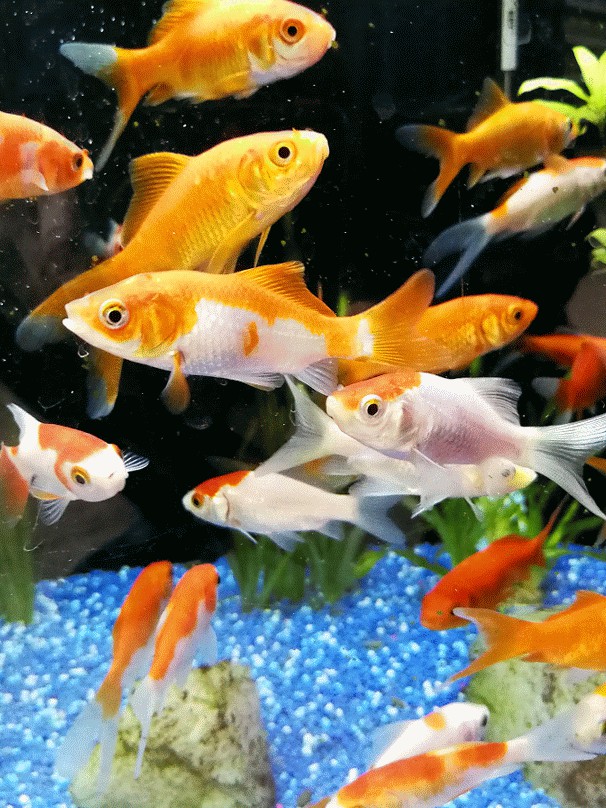 Goldfische im Aquarium
