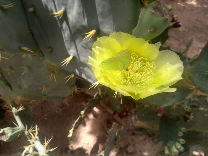 Flower