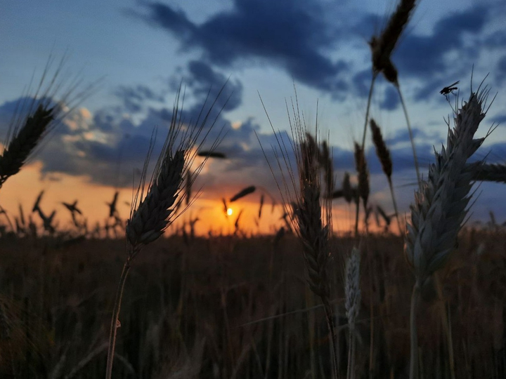 sunset in the rye