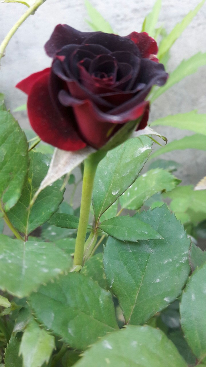 flower (blackish red)