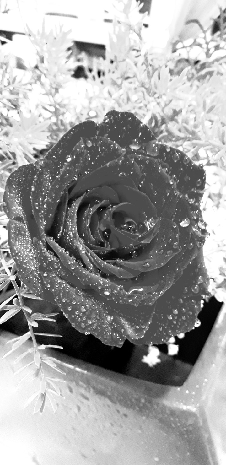 rose#love
