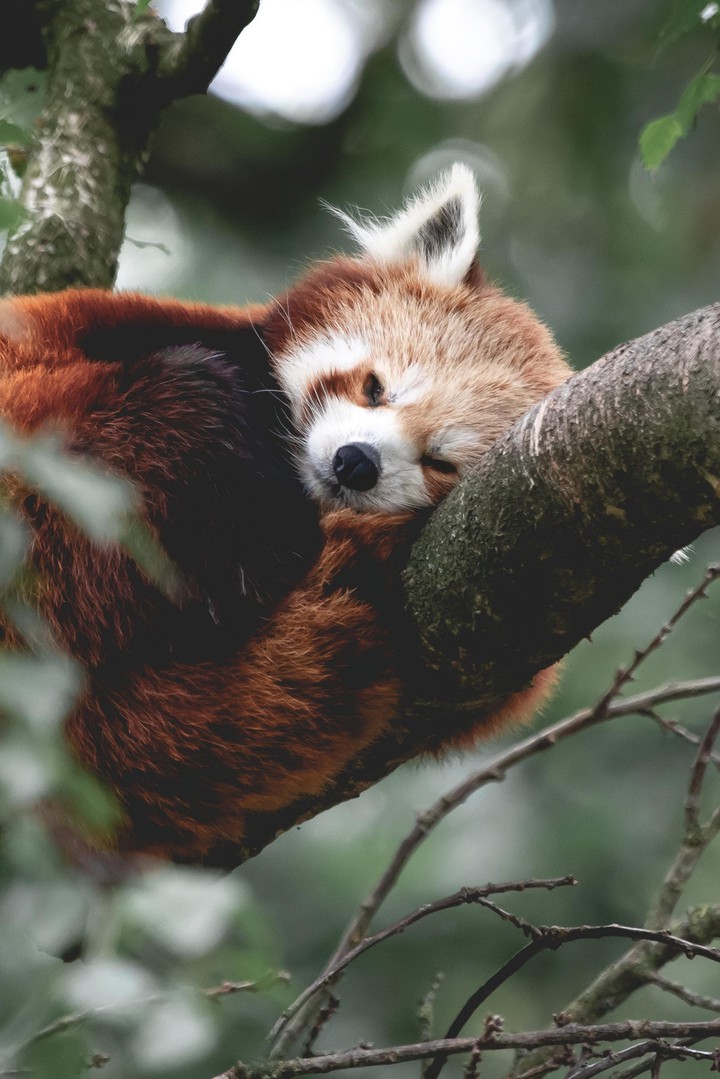 panda
