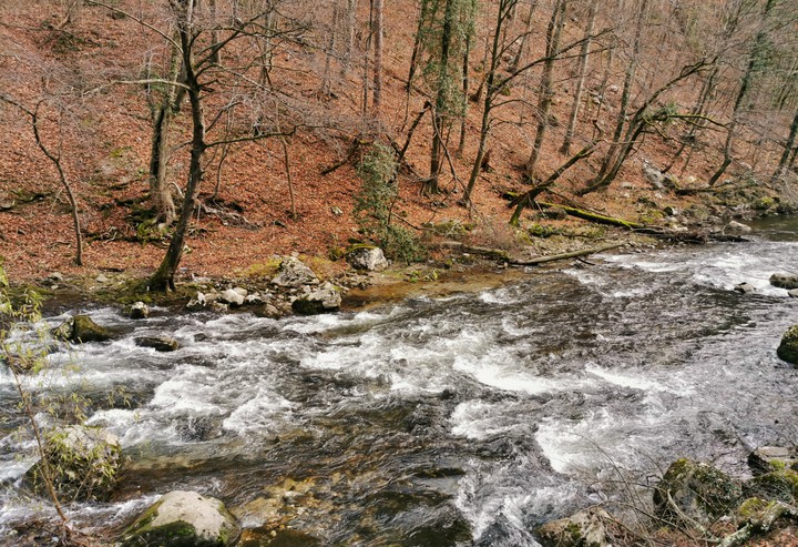river flowing through a forest